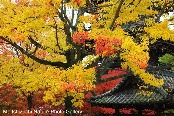 kyoto (065)